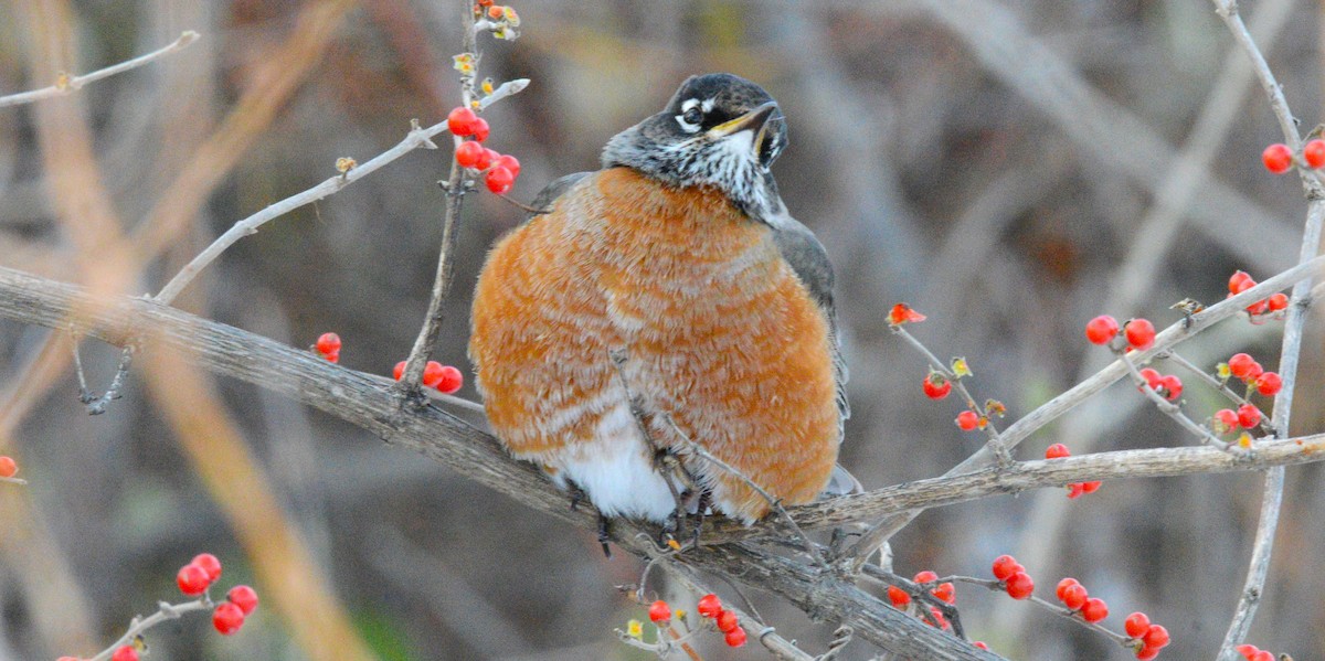 American Robin - ML646954046