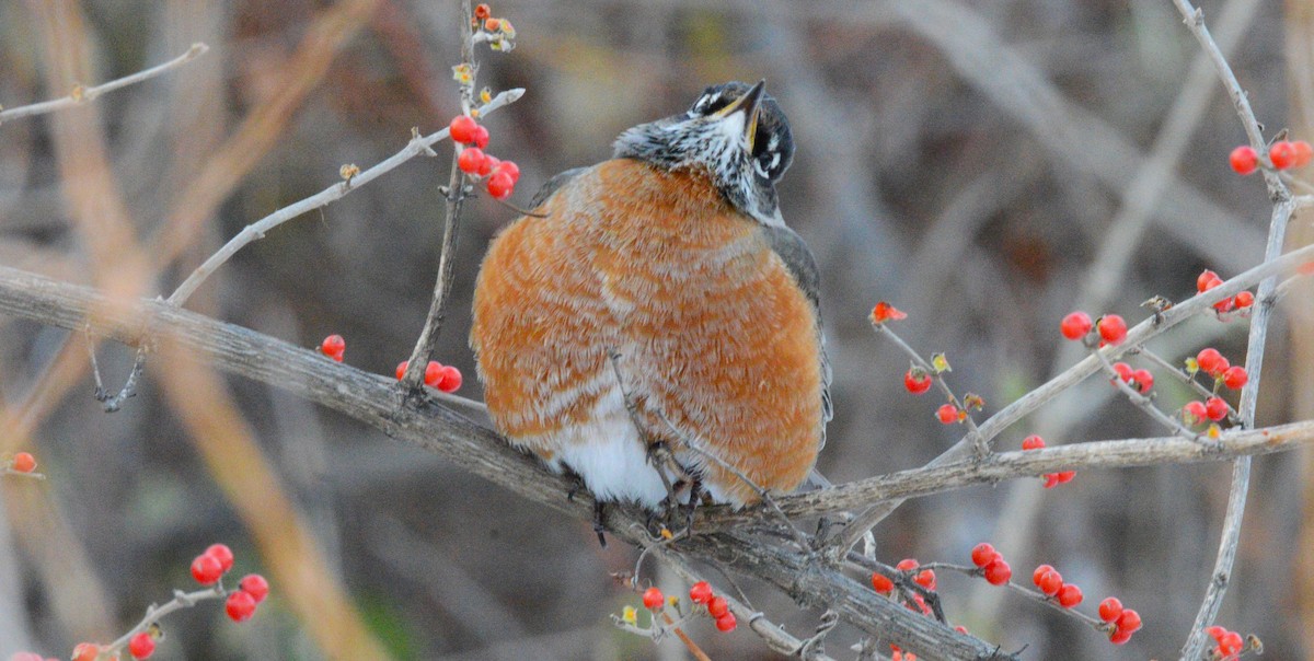 American Robin - ML646954047