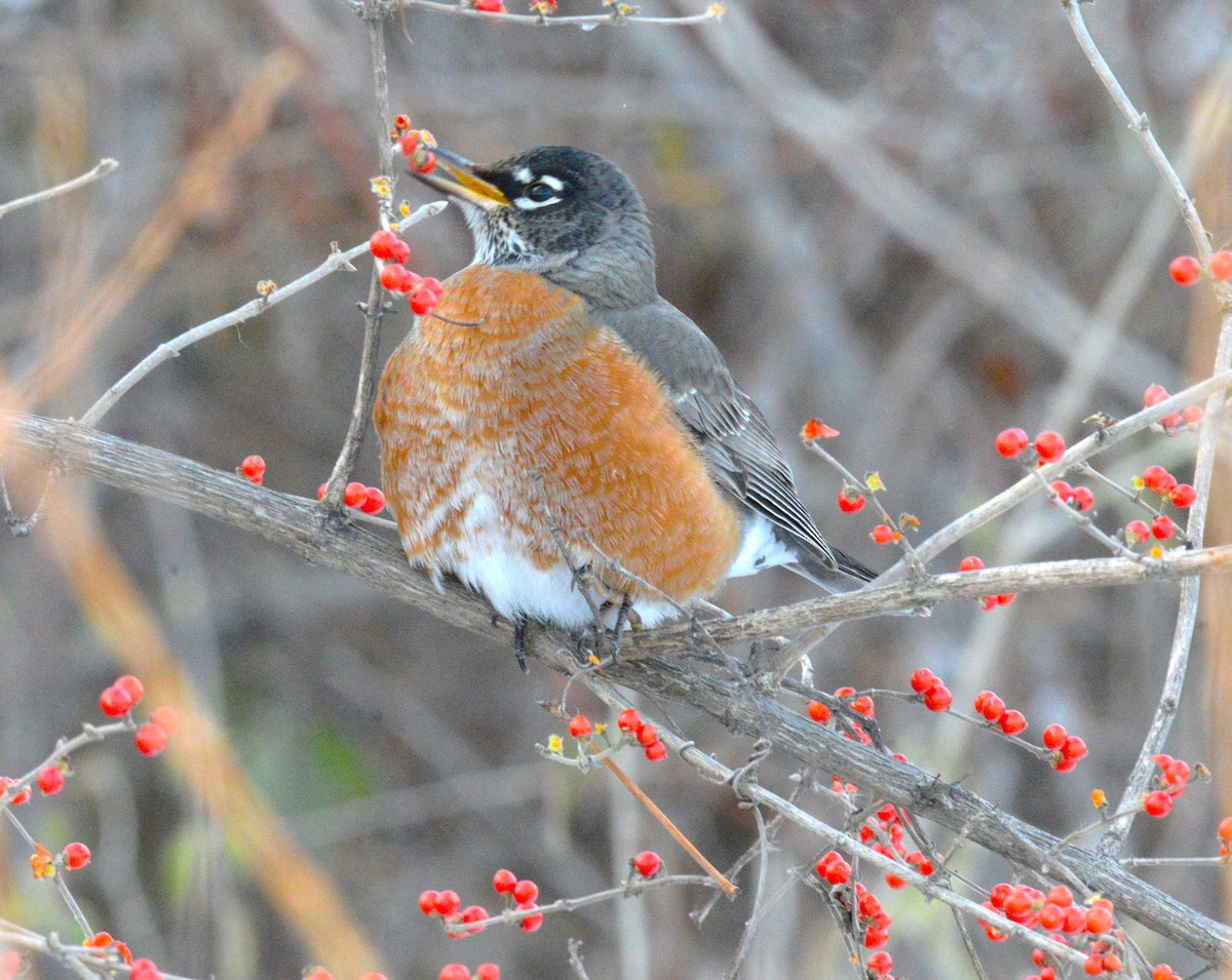 American Robin - ML646954048