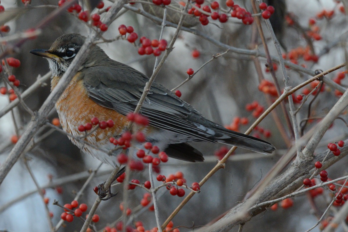 American Robin - ML646954049