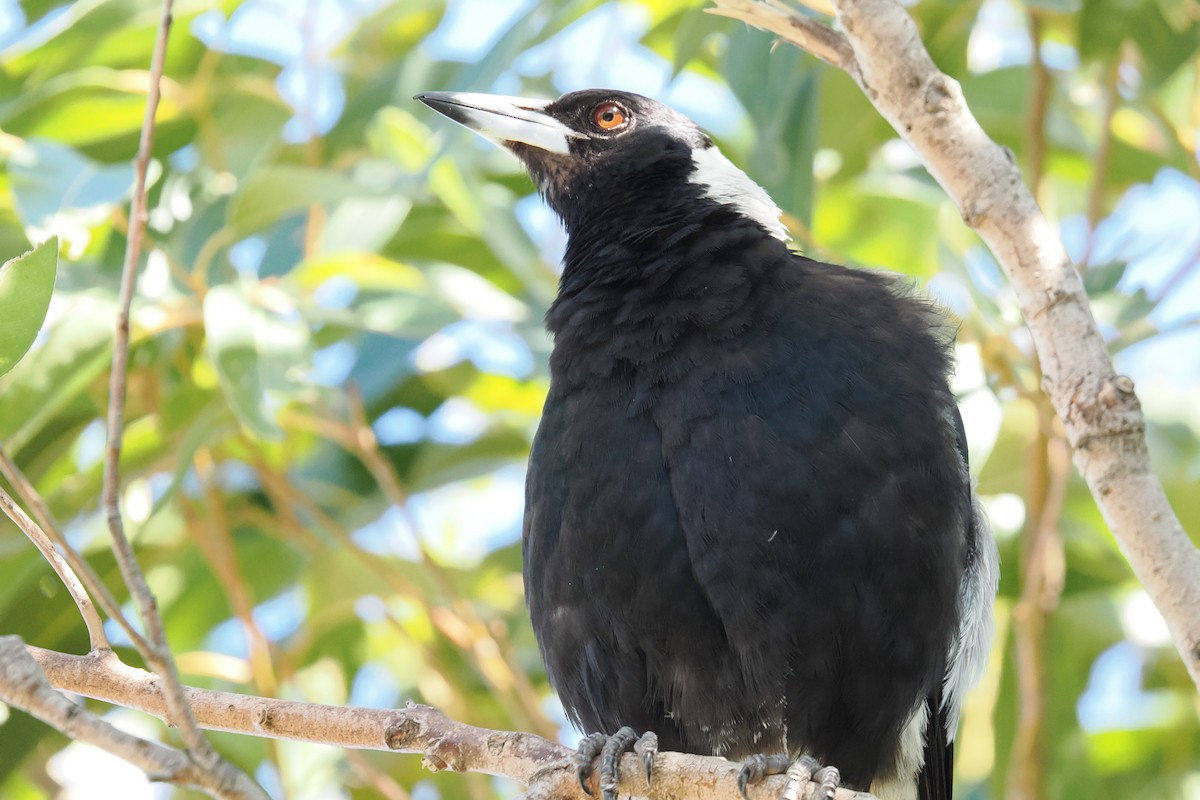 Australian Magpie - ML646954051