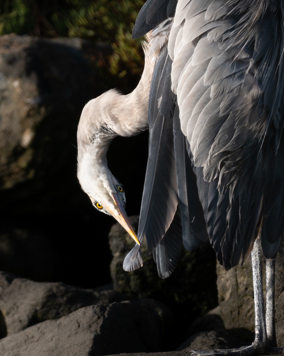 Great Blue Heron - ML646954052
