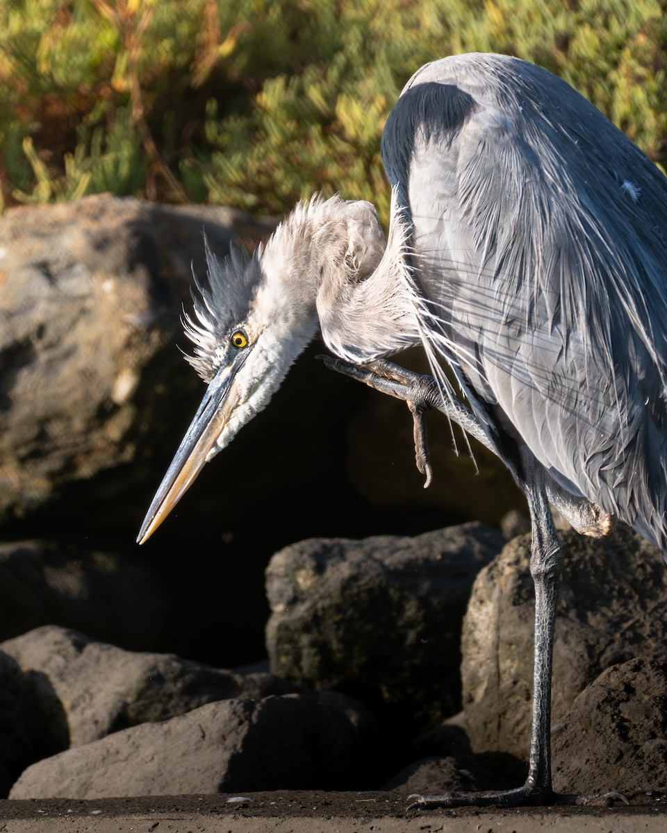 Great Blue Heron - ML646954053