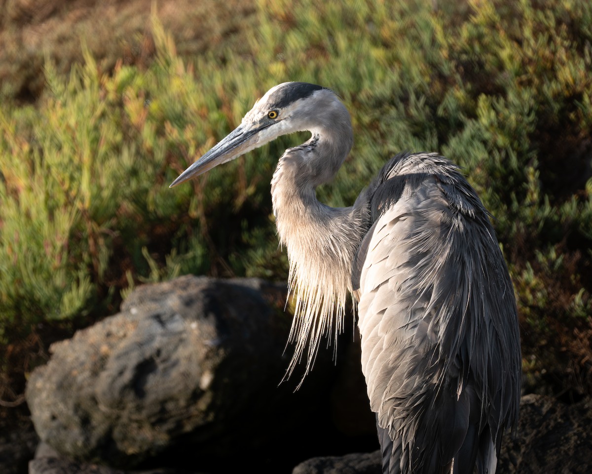 Great Blue Heron - ML646954054