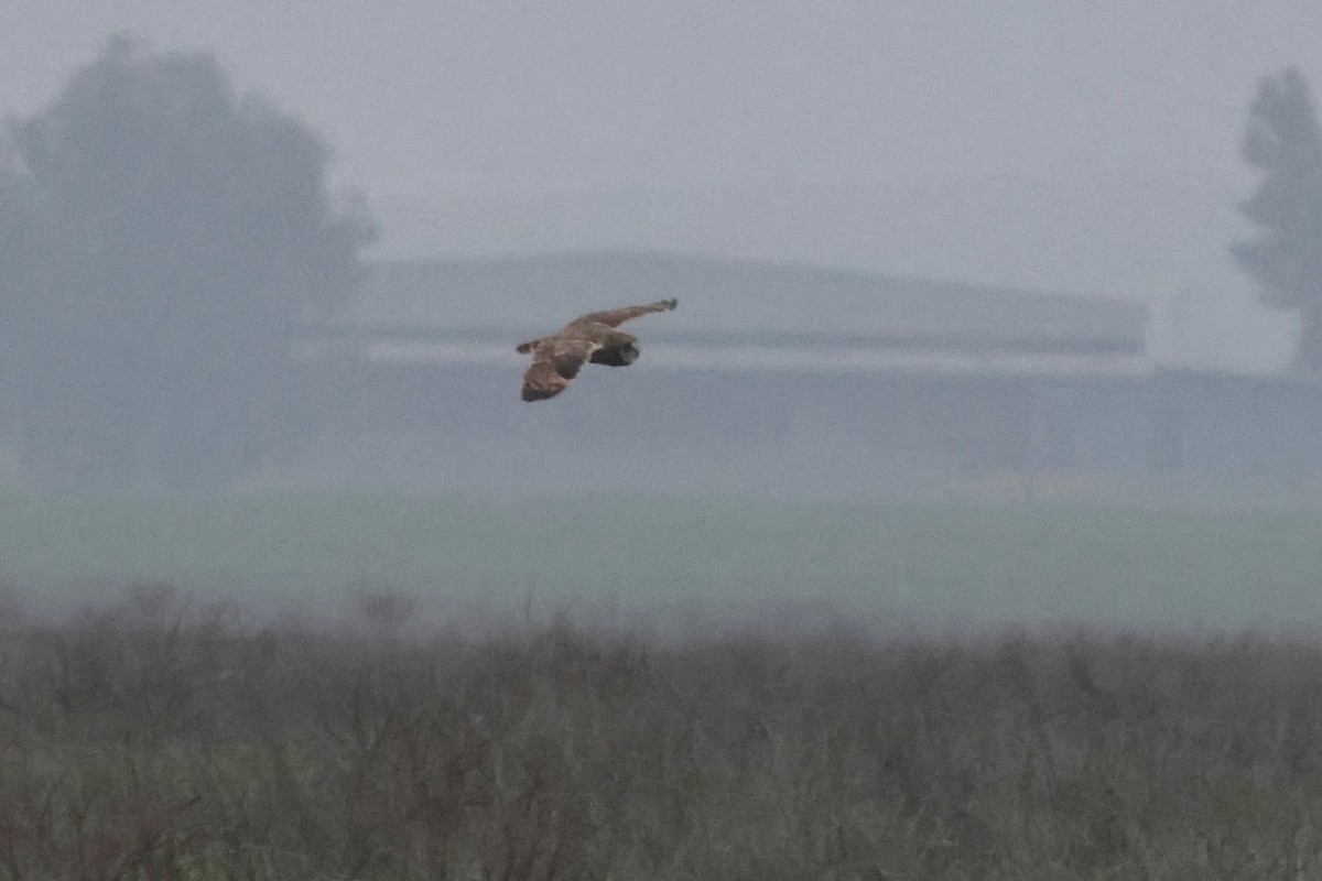 Búho Campestre - ML646954055