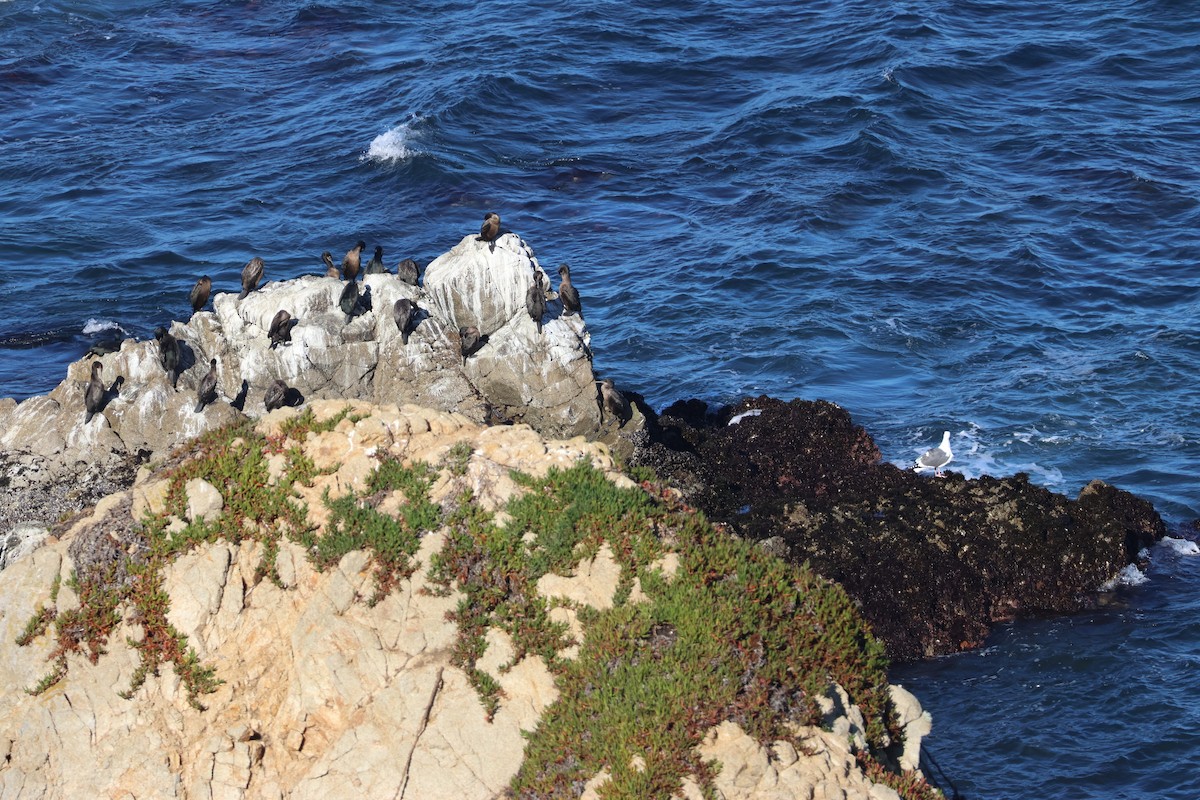 Pinselscharbe - ML646954056