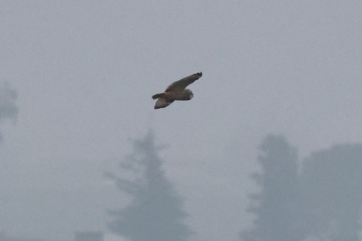 Búho Campestre - ML646954059