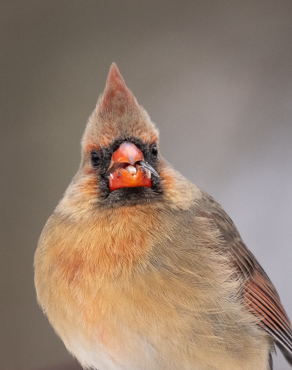 Northern Cardinal - ML646954060