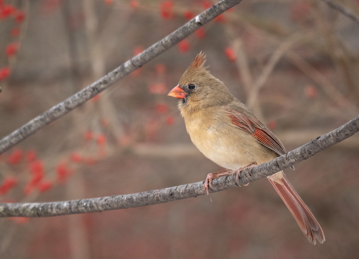 Northern Cardinal - ML646954061
