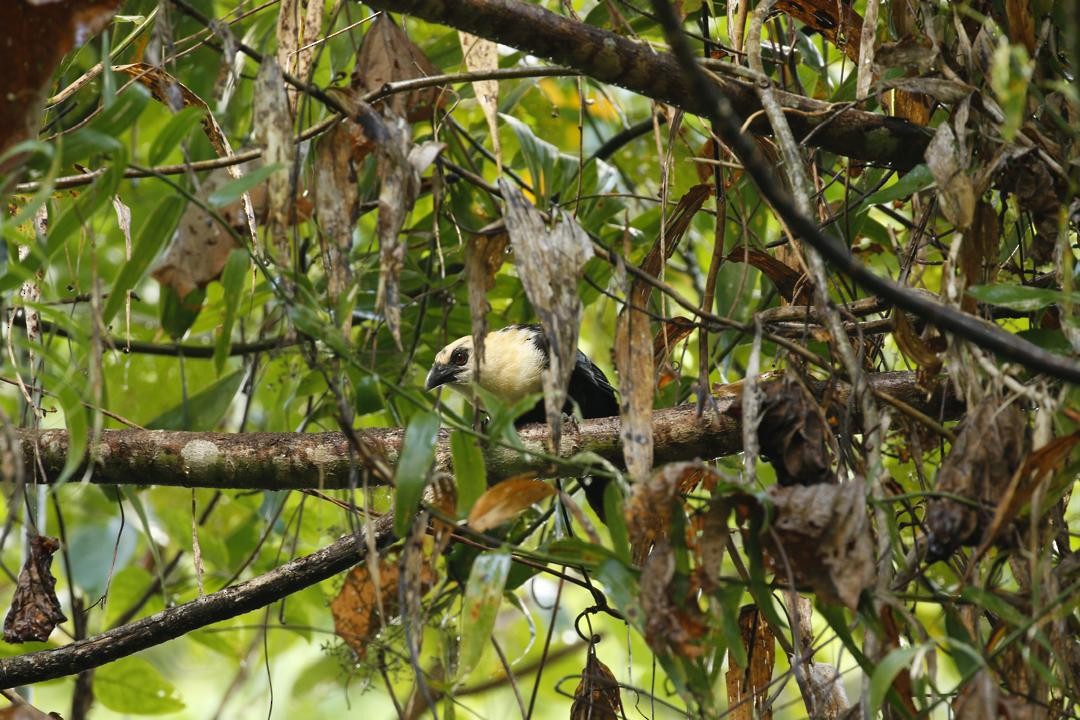 Pied Coucal - ML646954063