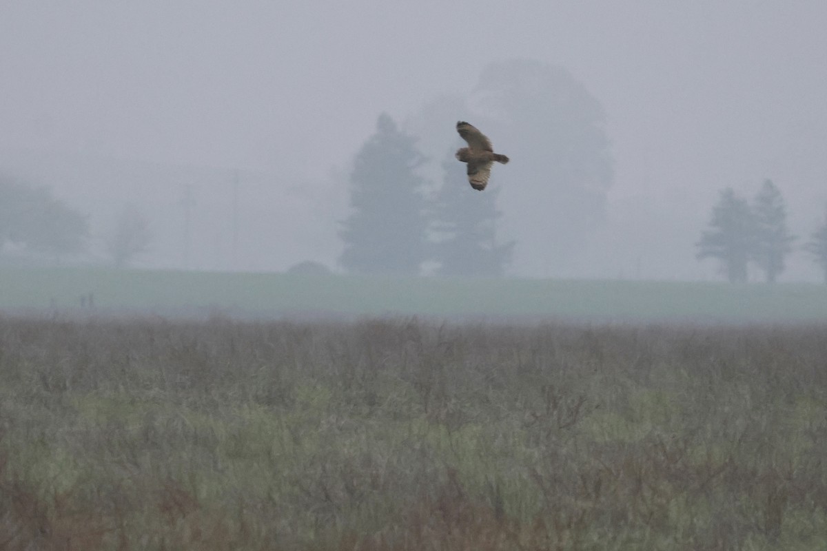 Búho Campestre - ML646954064