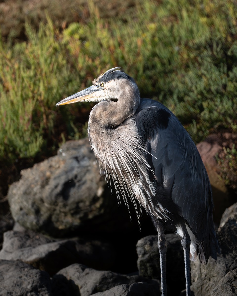 Great Blue Heron - ML646954066