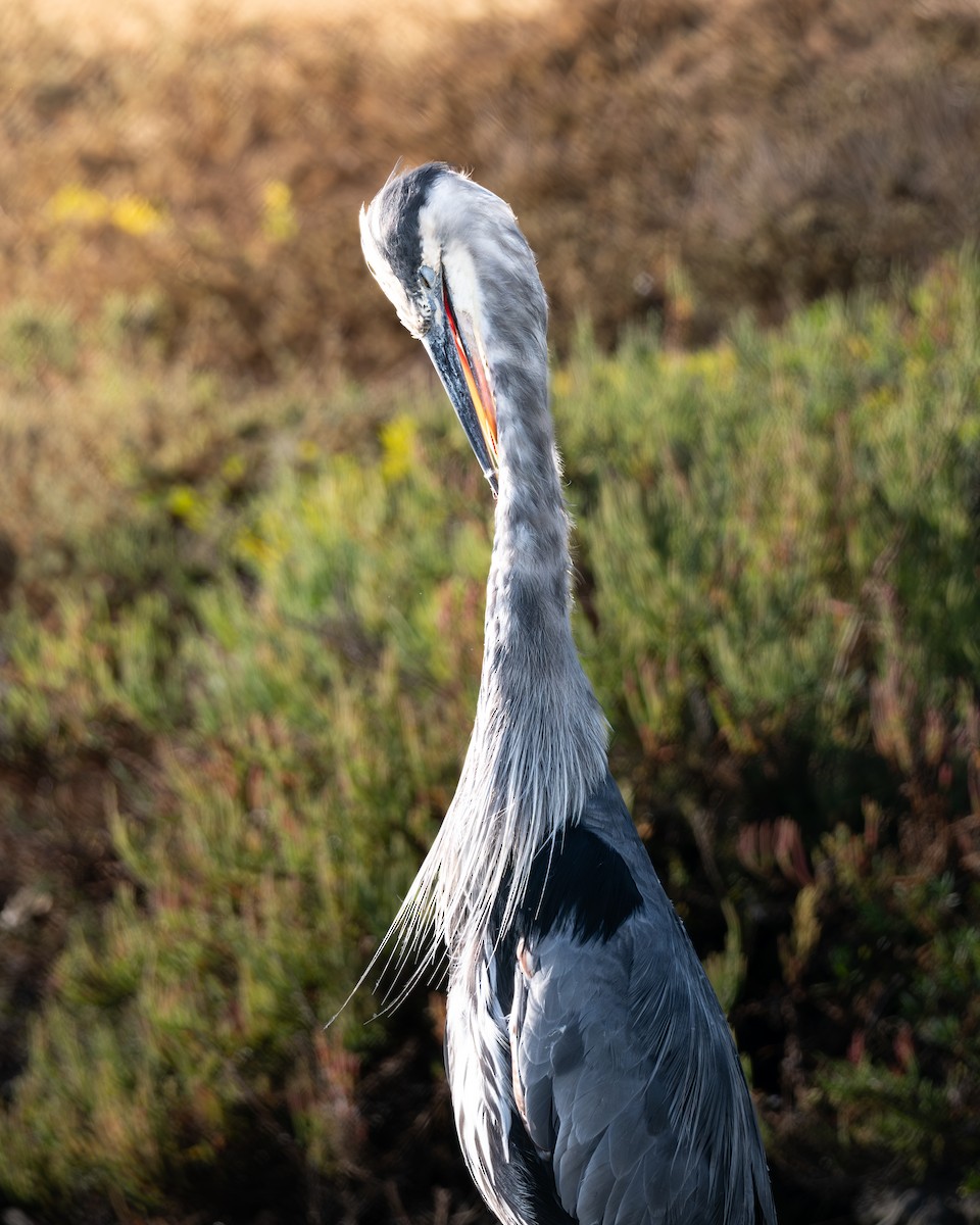 Great Blue Heron - ML646954067
