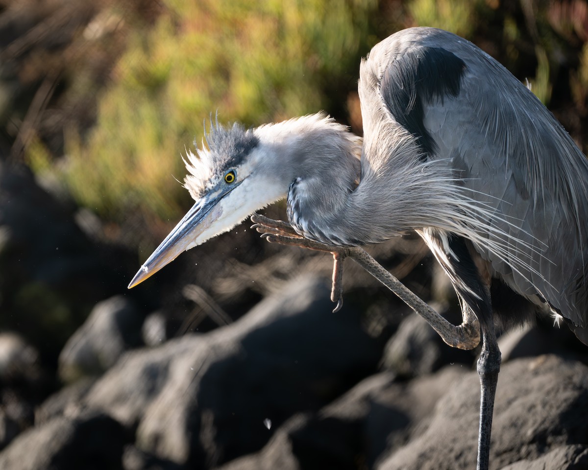 Great Blue Heron - ML646954068