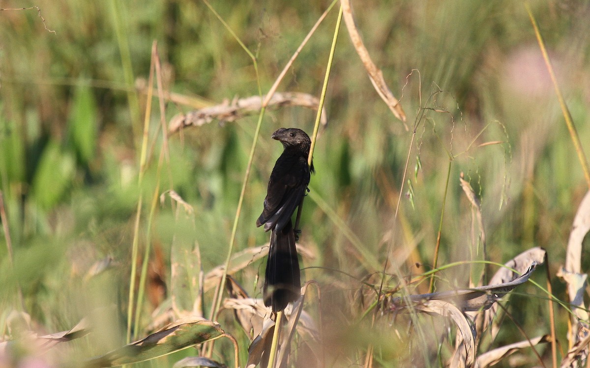 Smooth-billed Ani - ML646954069