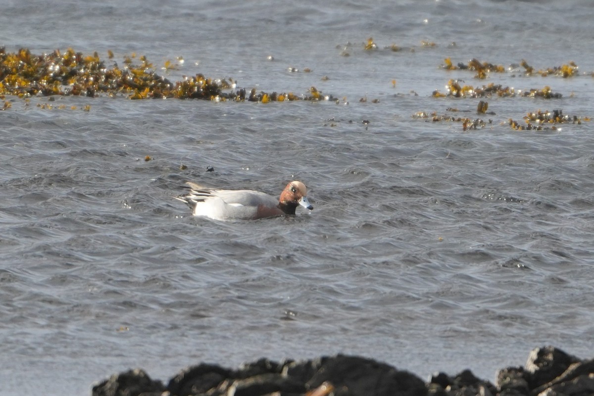 Eurasian Wigeon - ML646954070