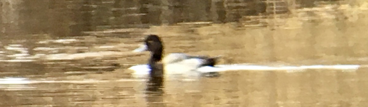Greater Scaup - ML646954071
