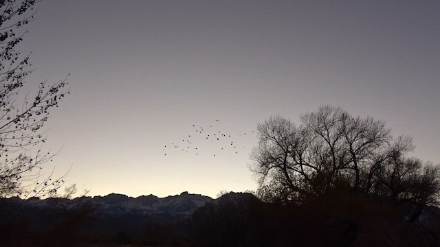 Kara Gagalı Saksağan - ML646954075