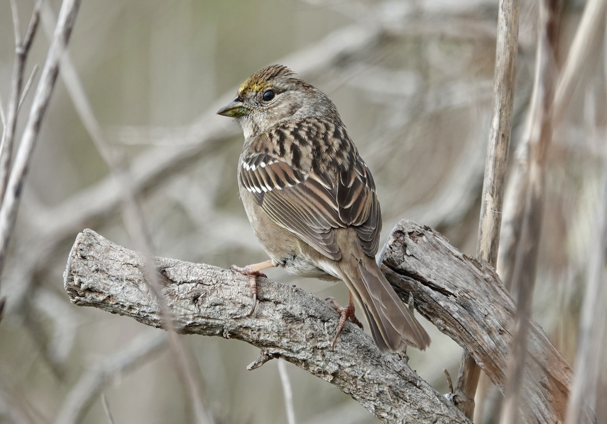 Чернобровая овсянка - ML646954085