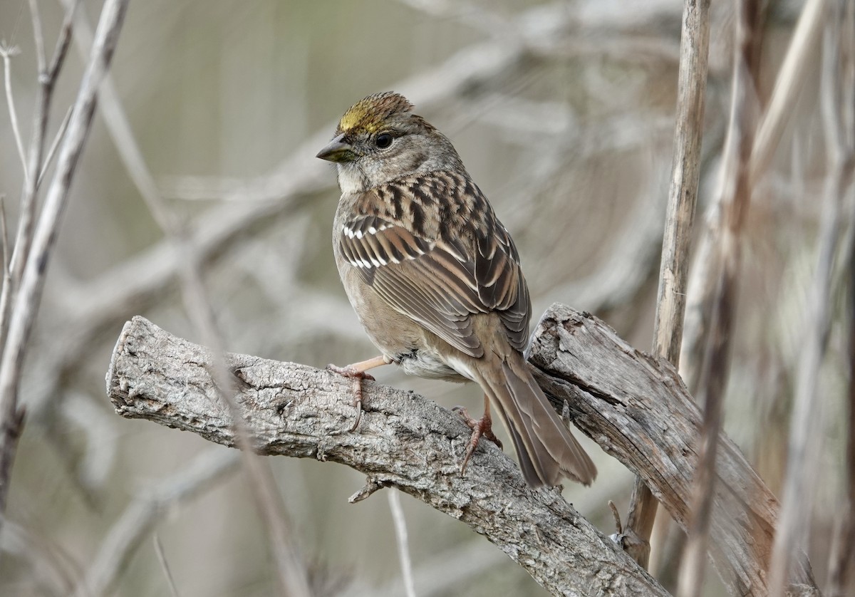 Чернобровая овсянка - ML646954086