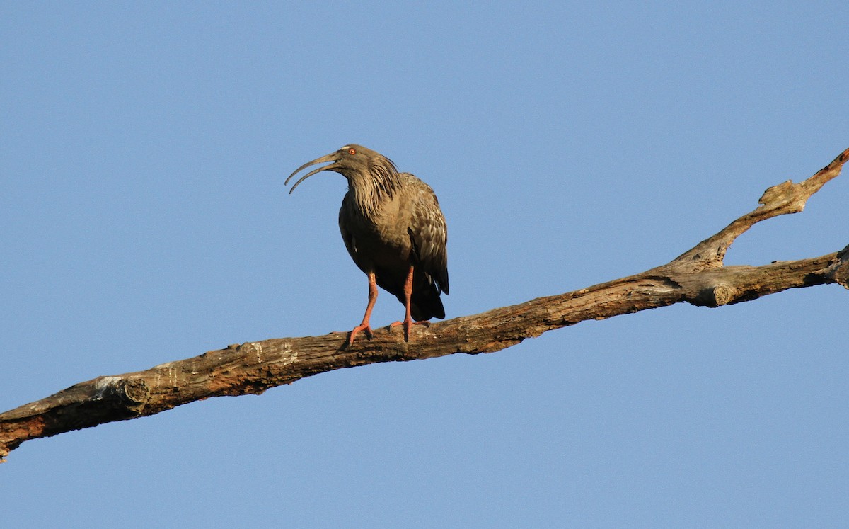 Plumbeous Ibis - ML646954093