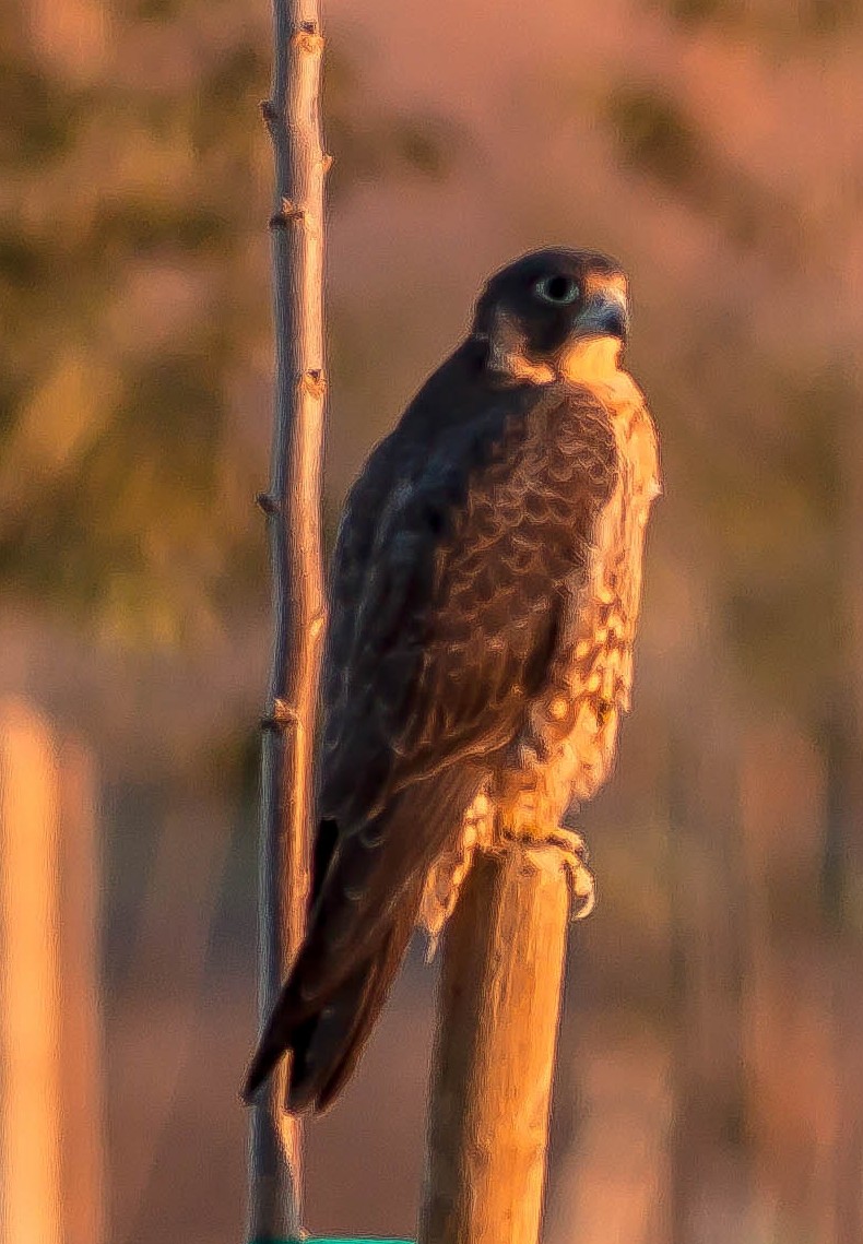 Peregrine Falcon - ML646954096