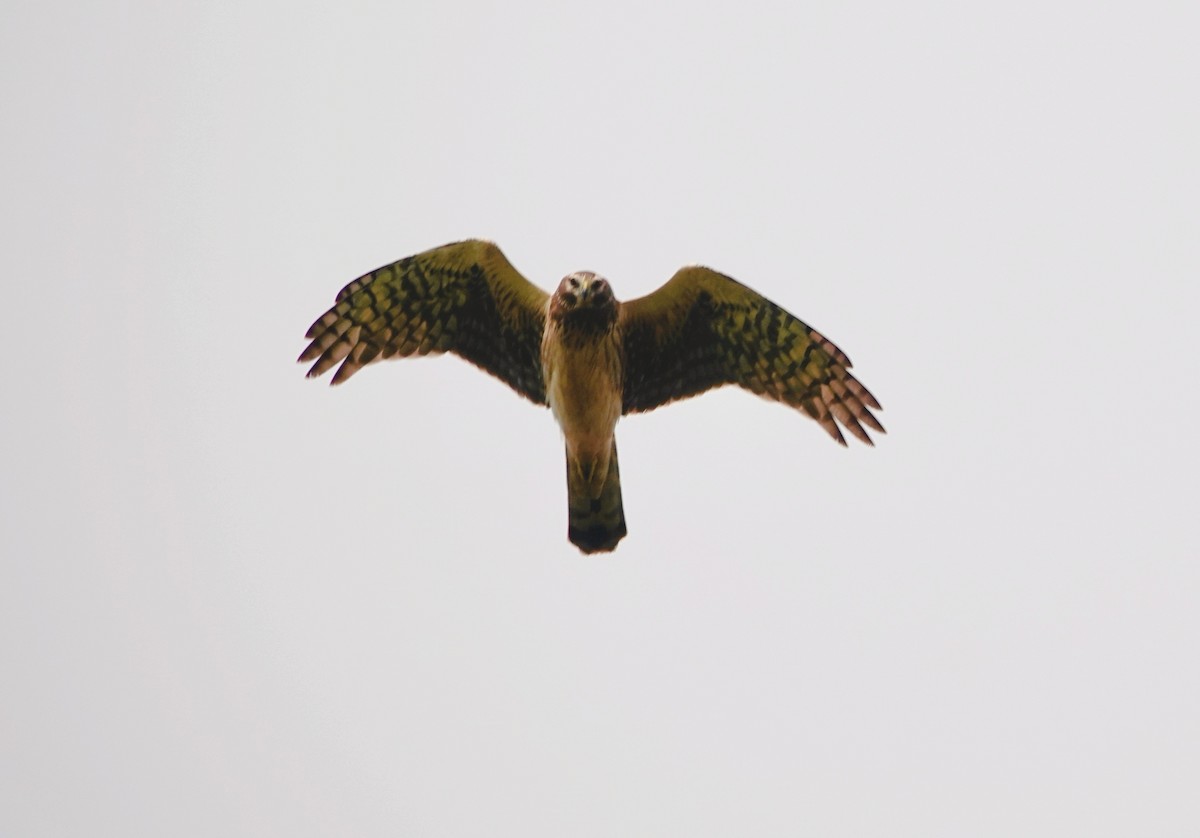 Американский лунь - ML646954099