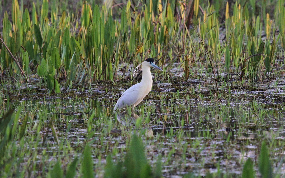 Capped Heron - ML646954108
