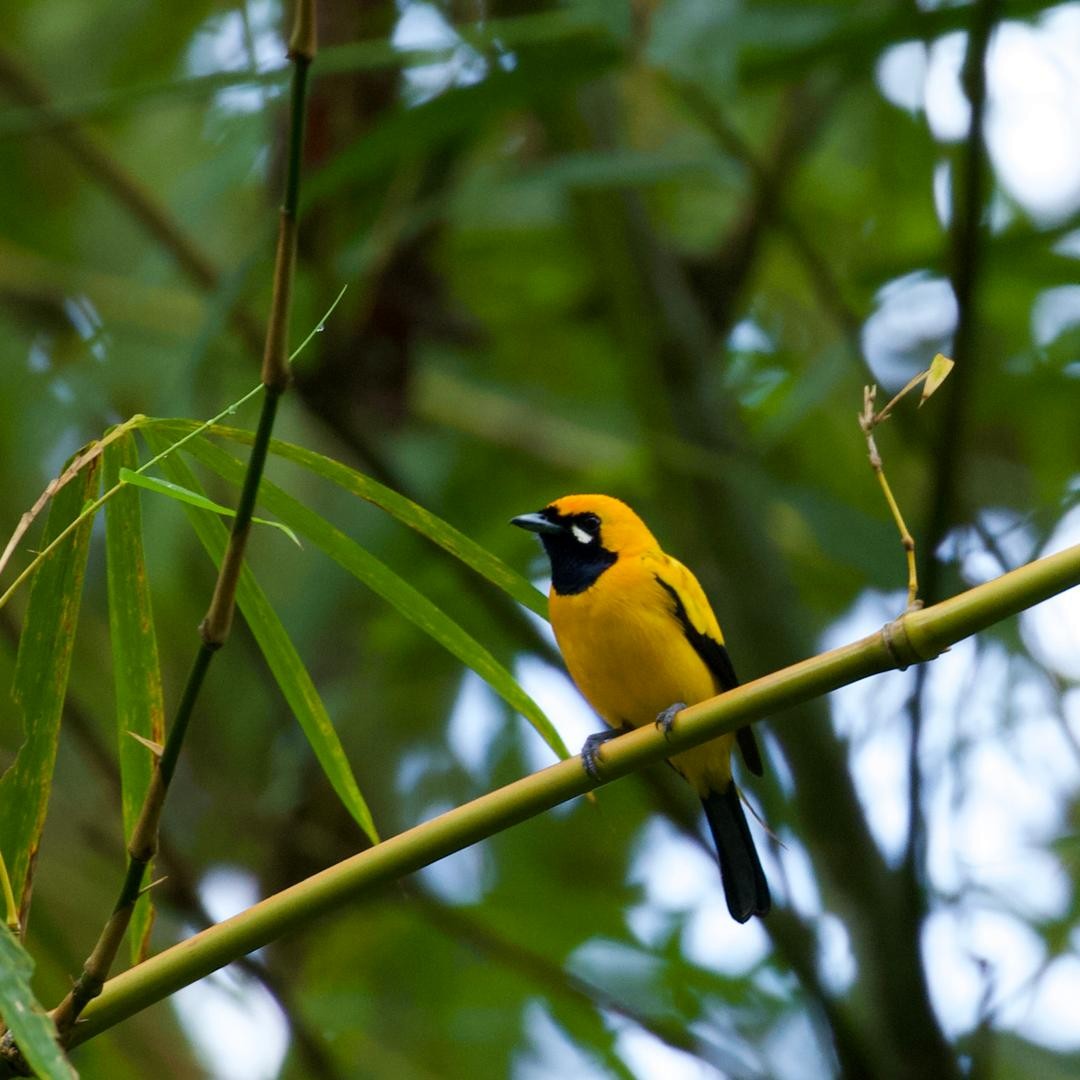 Golden Monarch - ML646954110