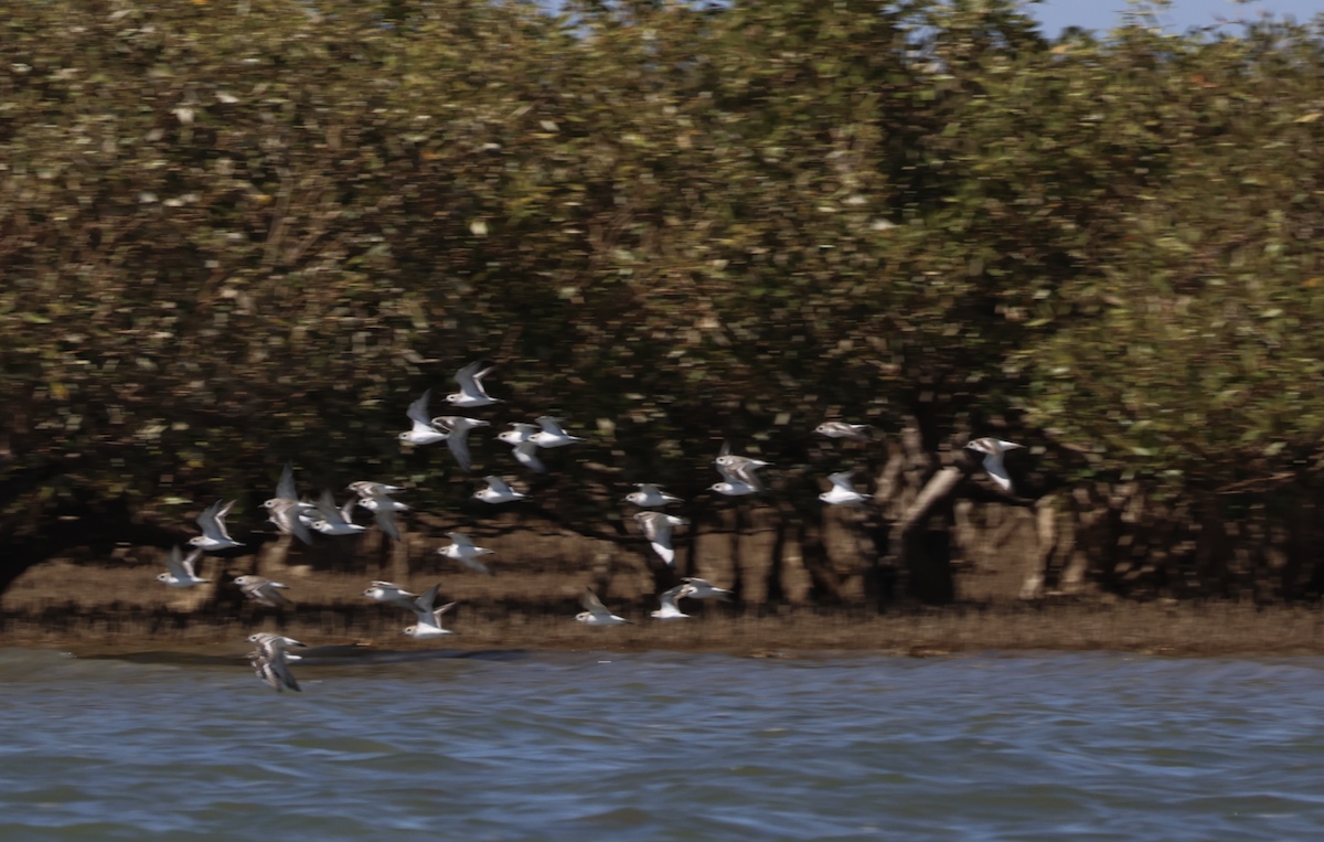 Red-necked Stint - ML646954111