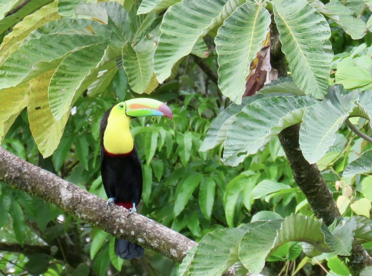 Keel-billed Toucan - ML646954115