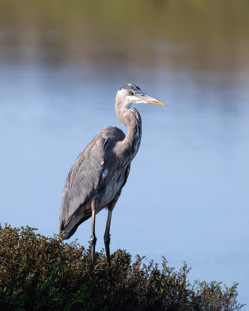 Great Blue Heron - ML646954117