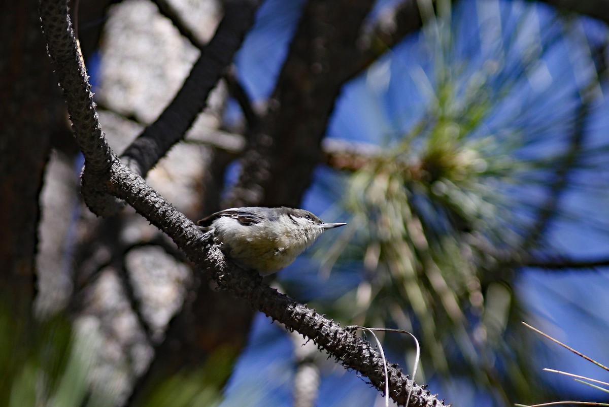 Pygmy Nuthatch - ML646954121