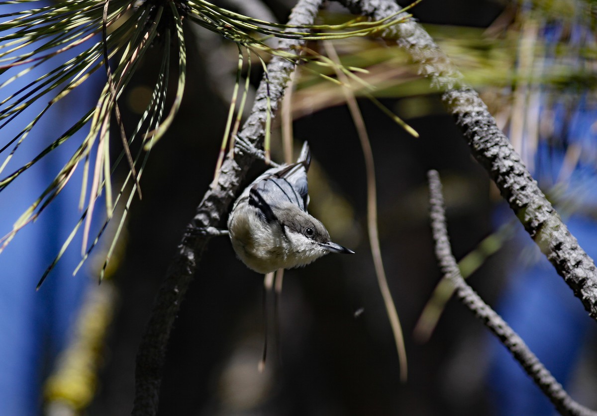 Pygmy Nuthatch - ML646954122
