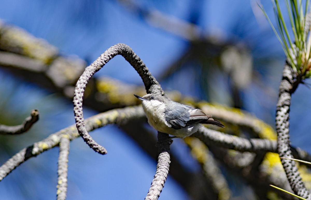 Pygmy Nuthatch - ML646954123