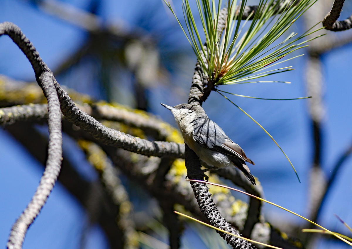 Pygmy Nuthatch - ML646954124