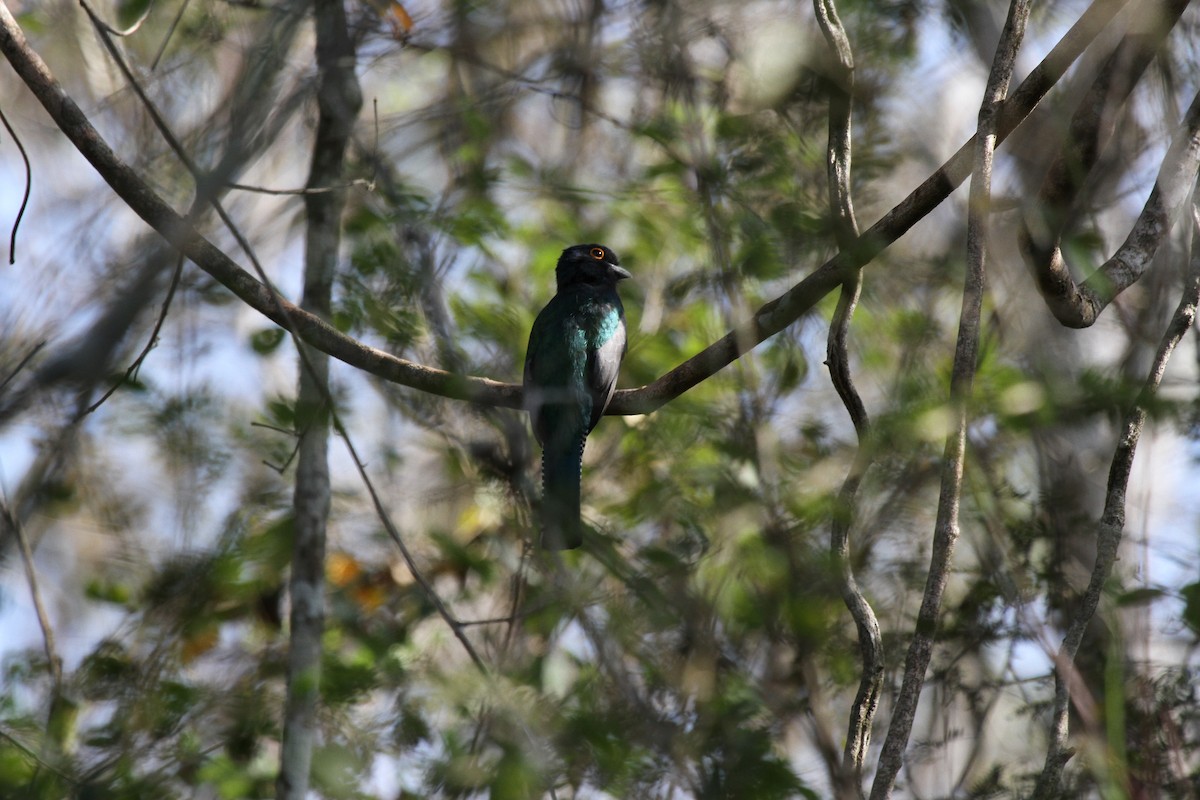 Blue-crowned Trogon - ML646954126
