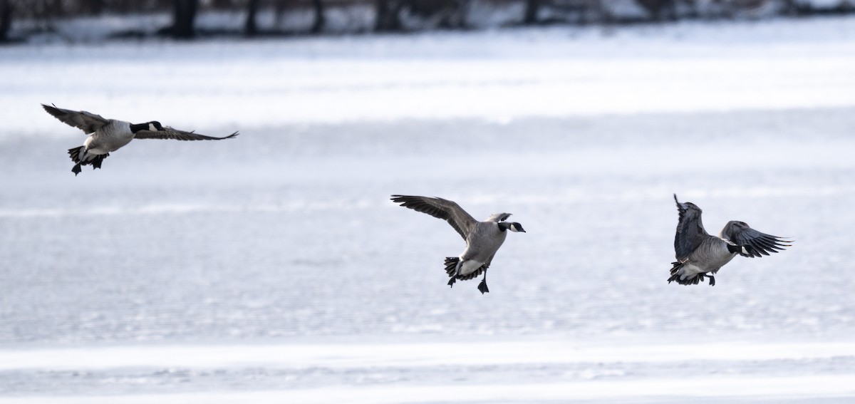 小加拿大雁 - ML646954130