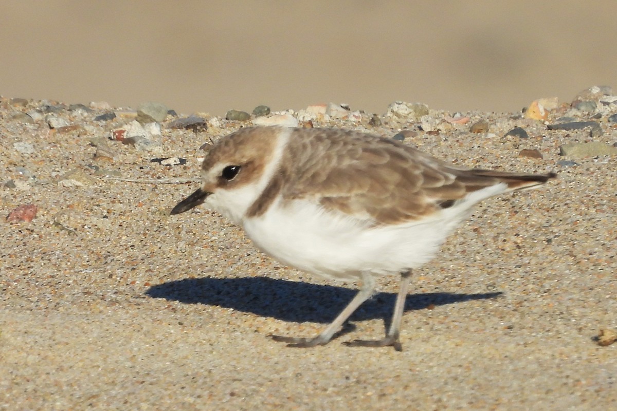 Snowy Plover - ML646954136
