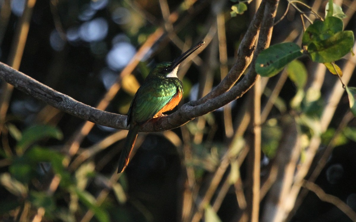 Rufous-tailed Jacamar - ML646954137