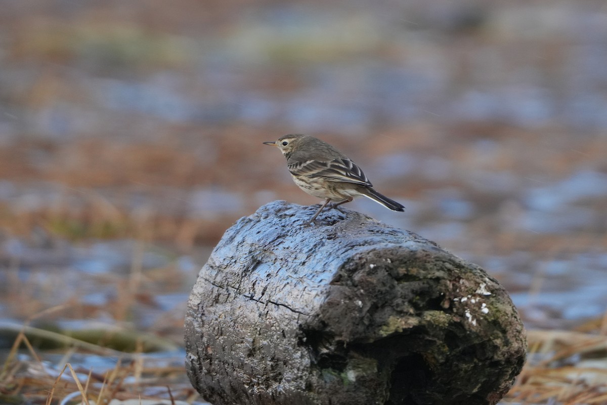 American Pipit - ML646954140