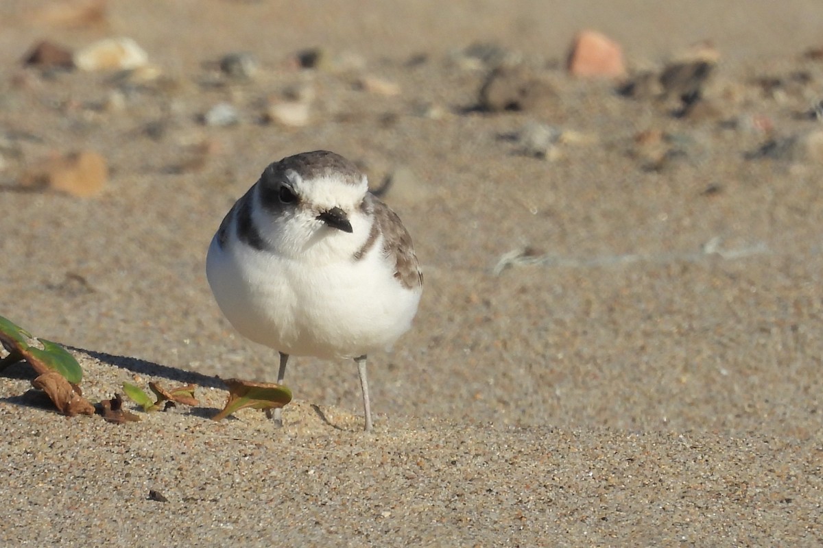 Snowy Plover - ML646954141