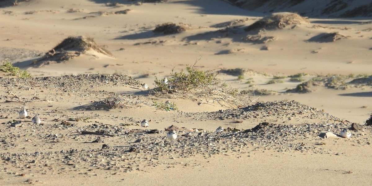 Snowy Plover - ML646954148