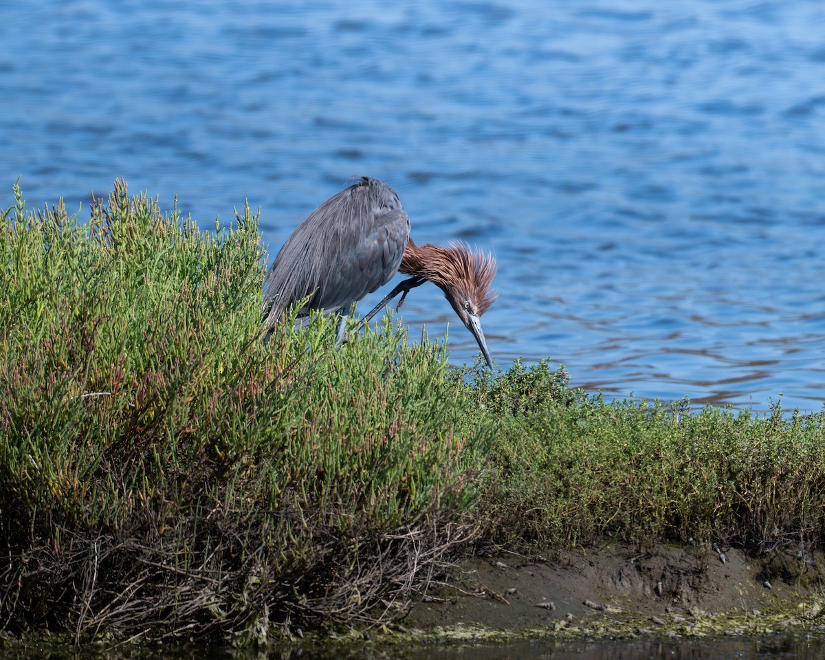 Reddish Egret - ML646954149