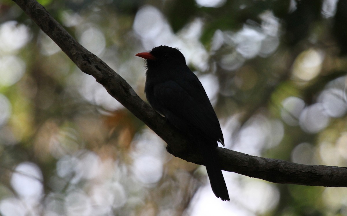 Black-fronted Nunbird - ML646954150
