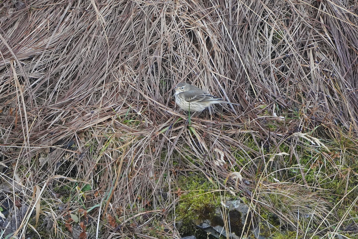 American Pipit - ML646954151