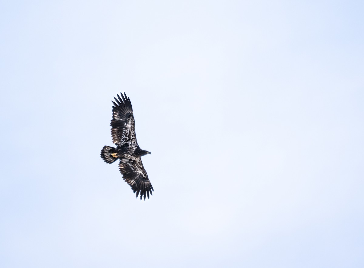 Орлан білоголовий - ML646954160