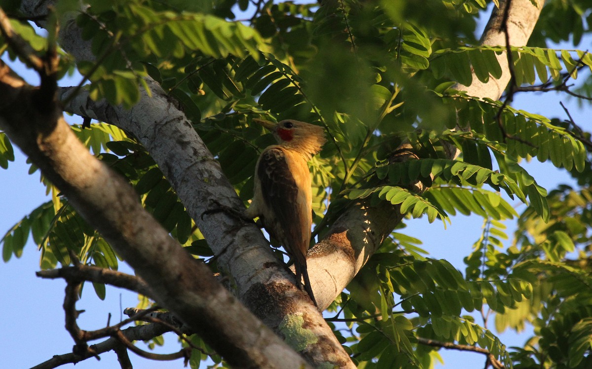 Cream-colored Woodpecker - ML646954161