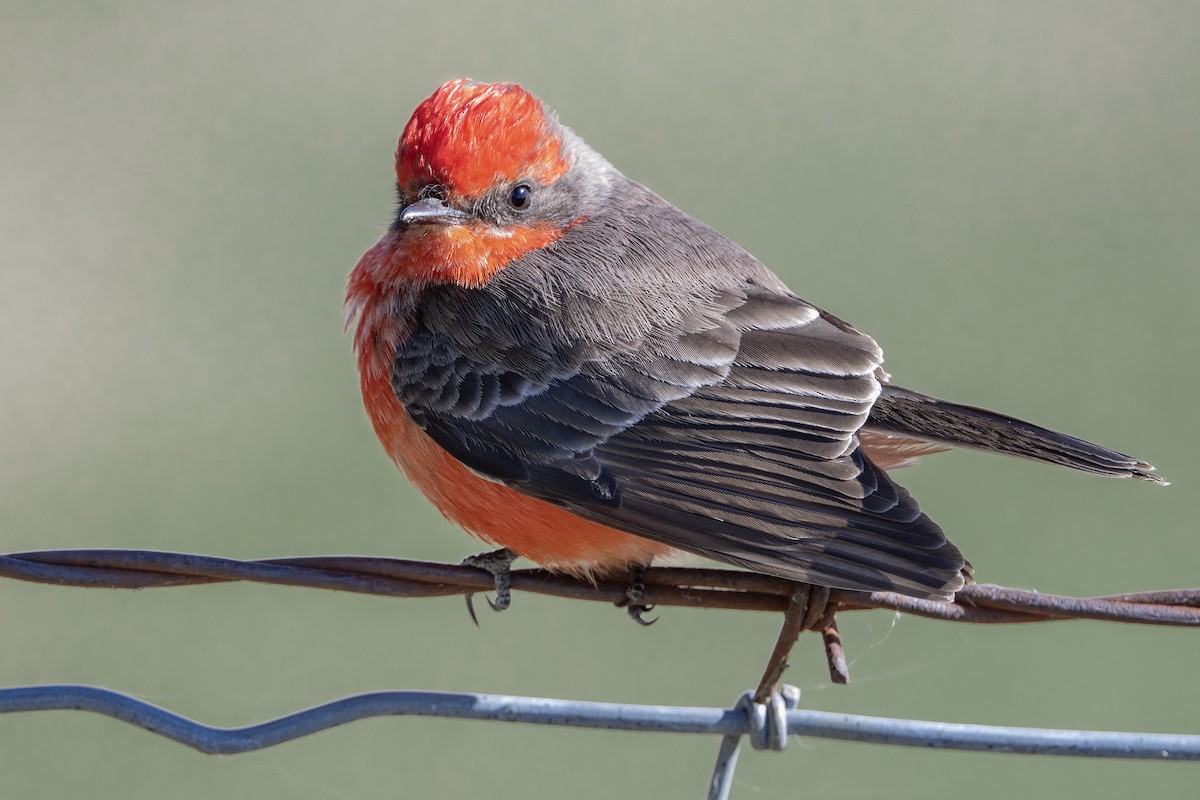 Красный мухолов - ML646954168