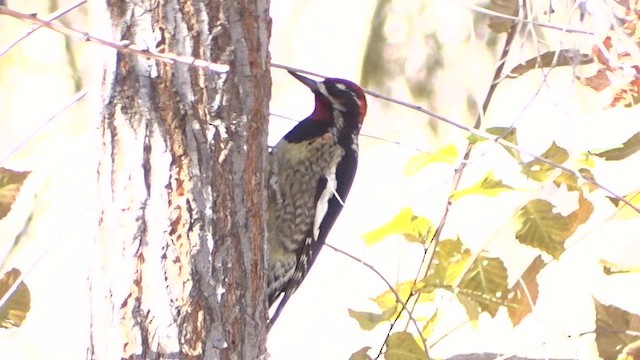 Red-naped Sapsucker - ML646954169